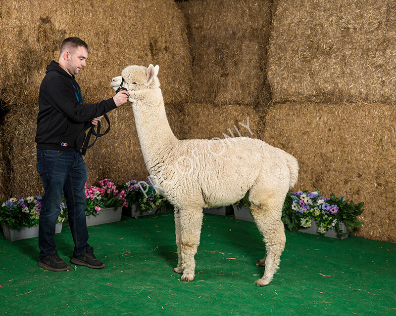 IWM7510 
 HoEAG Spring Fiesta 2022 
 Keywords: Surrey Photographer, Alpacas, Suri, Huacaya, HoEAG, Spring Fiesta, 2022, Heart of England Alpaca Group