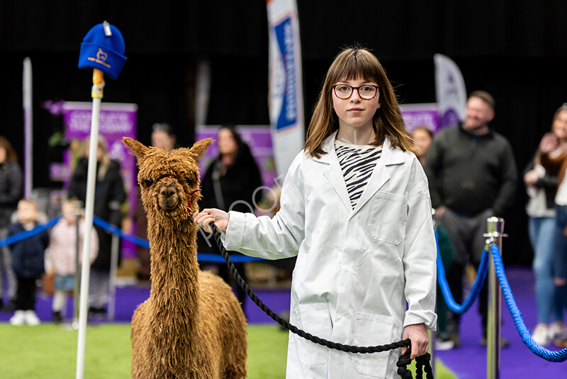 IWP0803 
 BAS National Show 2024 
 Keywords: British Alpaca Society, National Show, 2024, Champion of Champions Fleece Show, Alpaca, Suri, Huacaya