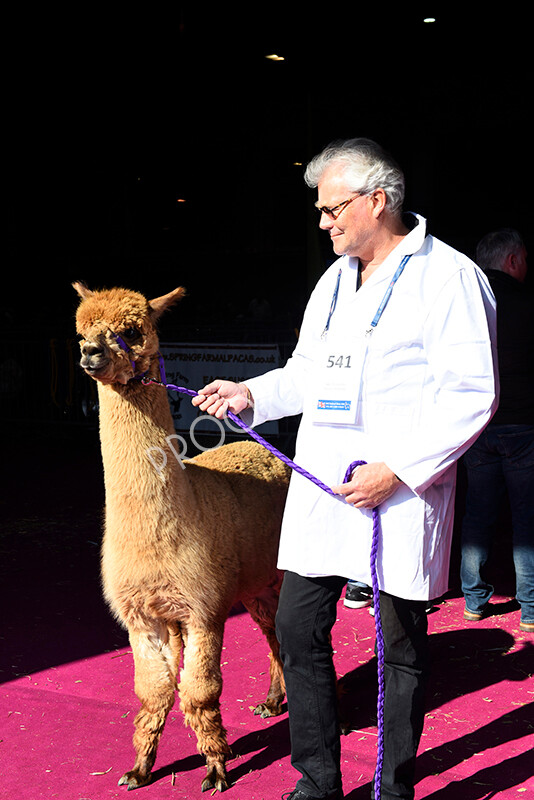 IWM5146 
 BAS National Show 2022 
 Keywords: Surrey Photographer, Alpacas, Suri, Huacaya, BAS National Show 2022, BAS' British Alpaca Society