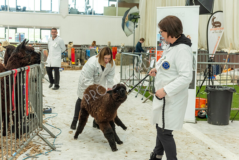 IWP3466 
 HOEAG Spring Fiesta 2024 
 Keywords: Heart of England Alpaca Group, Spring Fiesta 2024, Alpaca Show, Fleece Show Alpaca, Suri, Huacaya