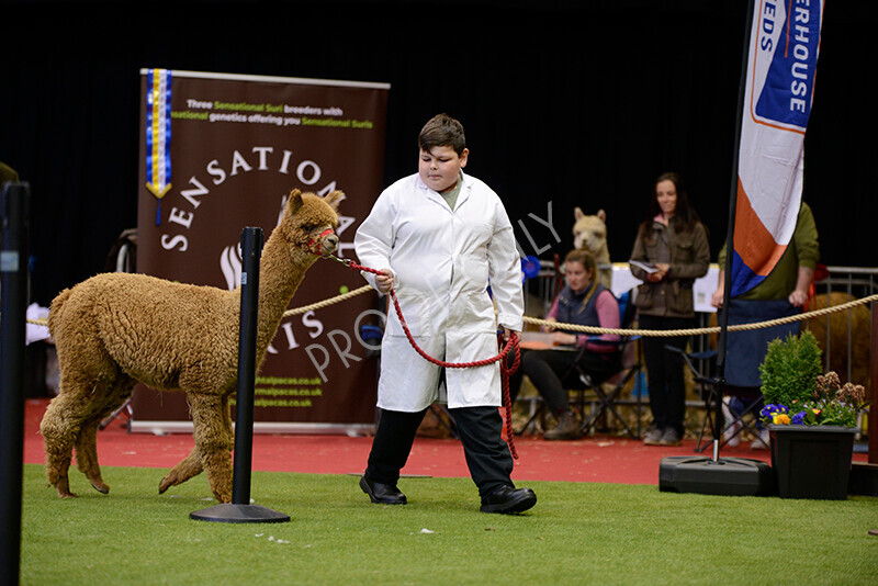 IWM9924 
 Photography of BAS National Show 2023 
 Keywords: Surrey Photographer, Alpacas, Suri, Huacaya, 2023, BAS, British Alpaca Society, Alpaca, Suri, Huacaya, Fleece Judging, Halter Show