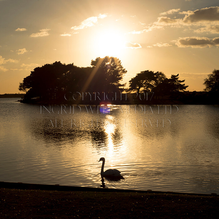 IWM9167 
 NEW FOREST 
 Keywords: INGRID WEEL MEDIA LTD, CORPORATE PHOTOGRAPHY SURREY, BUSINES PHOTOGRAPHY, WEDDING PHOTOGRAPHY, FINE ART PHOTOGRAPHY, FAMILY PHOTOGRAPHY, SOCIAL, BRITISH WILDLIFE, FALLOW DEER, DONKEY, SWAN, HATCHET POND