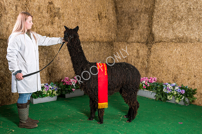 IWM7448 
 HoEAG Spring Fiesta 2022 
 Keywords: Surrey Photographer, Alpacas, Suri, Huacaya, HoEAG, Spring Fiesta, 2022, Heart of England Alpaca Group