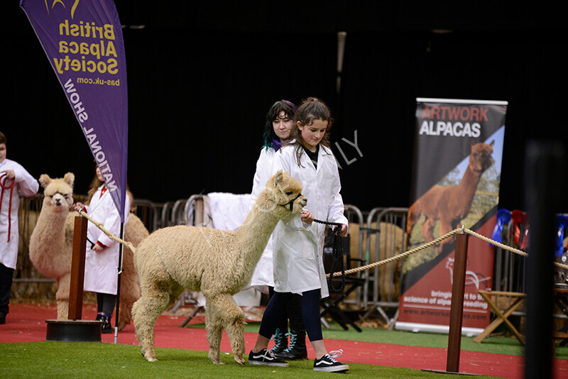 IWM9944 
 Photography of BAS National Show 2023 
 Keywords: Surrey Photographer, Alpacas, Suri, Huacaya, 2023, BAS, British Alpaca Society, Alpaca, Suri, Huacaya, Fleece Judging, Halter Show