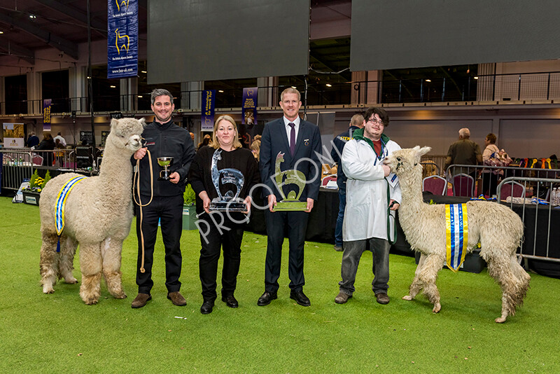 IWM6087 
 BAS National Show 2022 
 Keywords: Surrey Photographer, Alpacas, Suri, Huacaya, BAS National Show 2022, BAS' British Alpaca Society