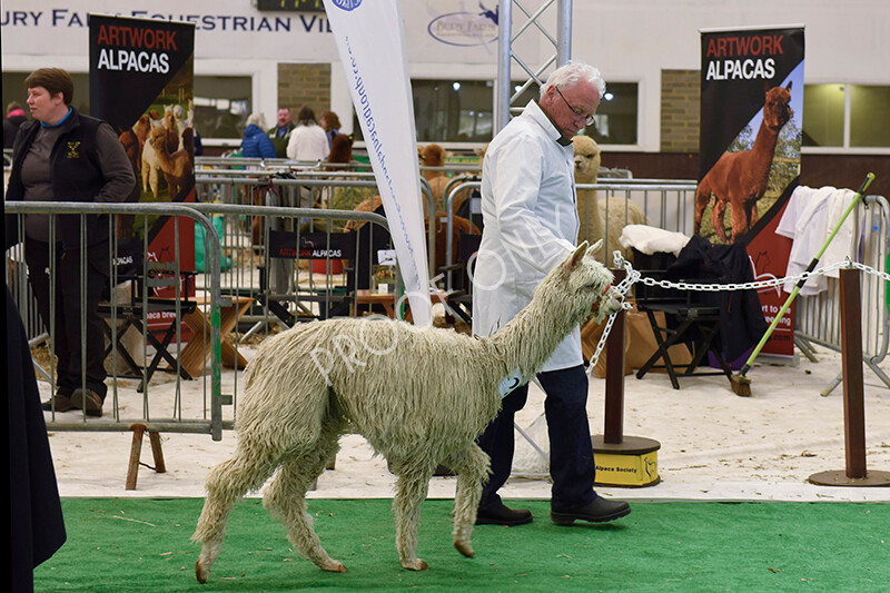 IWP8128 
 HoEAG Spring Fiesta 2022 
 Keywords: Surrey Photographer, Alpacas, Suri, Huacaya, HoEAG, Spring Fiesta, 2022, Heart of England Alpaca Group