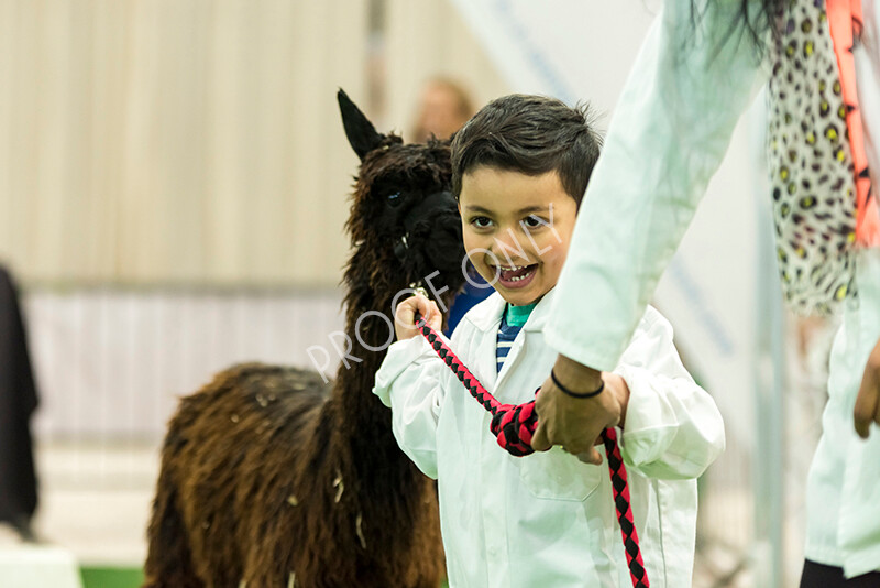 IWP7647 
 HoEAG Spring Fiesta 2022 
 Keywords: Surrey Photographer, Alpacas, Suri, Huacaya, HoEAG, Spring Fiesta, 2022, Heart of England Alpaca Group