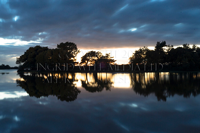 IWM9320 
 NEW FOREST 
 Keywords: INGRID WEEL MEDIA LTD, CORPORATE PHOTOGRAPHY SURREY, BUSINES PHOTOGRAPHY, WEDDING PHOTOGRAPHY, FINE ART PHOTOGRAPHY, FAMILY PHOTOGRAPHY, SOCIAL, BRITISH WILDLIFE, FALLOW DEER, DONKEY, SWAN, HATCHET POND