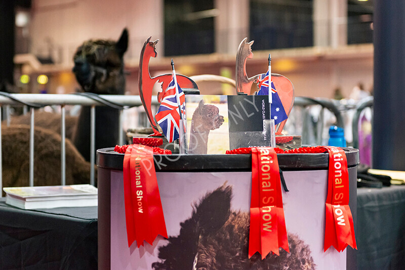 IWM8858 
 Photography of BAS National Show 2023 
 Keywords: Surrey Photographer, Alpacas, Suri, Huacaya, 2023, BAS, British Alpaca Society, Alpaca, Suri, Huacaya, Fleece Judging, Halter Show