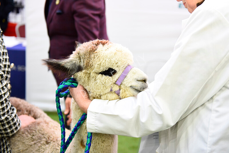 IWP1690 
 BAS National Show 2024 
 Keywords: British Alpaca Society, National Show, 2024, Champion of Champions Fleece Show, Alpaca, Suri, Huacaya