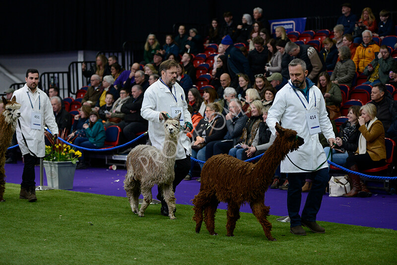 IWM5844 
 BAS National Show 2024 
 Keywords: British Alpaca Society, National Show, 2024, Champion of Champions Fleece Show, Alpaca, Suri, Huacaya