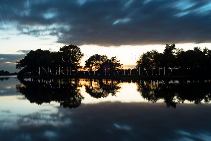 IWM9317 
 NEW FOREST 
 Keywords: INGRID WEEL MEDIA LTD, CORPORATE PHOTOGRAPHY SURREY, BUSINES PHOTOGRAPHY, WEDDING PHOTOGRAPHY, FINE ART PHOTOGRAPHY, FAMILY PHOTOGRAPHY, SOCIAL, BRITISH WILDLIFE, FALLOW DEER, DONKEY, SWAN, HATCHET POND