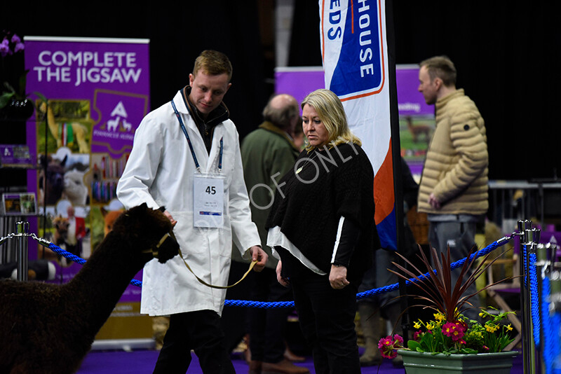 IWP9827 
 BAS National Show 2024 
 Keywords: British Alpaca Society, National Show, 2024, Champion of Champions Fleece Show, Alpaca, Suri, Huacaya