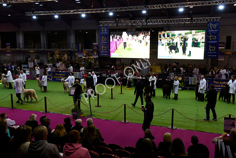 IWM4761 
 BAS National Show 2022 
 Keywords: Surrey Photographer, Alpacas, Suri, Huacaya, BAS National Show 2022, BAS' British Alpaca Society