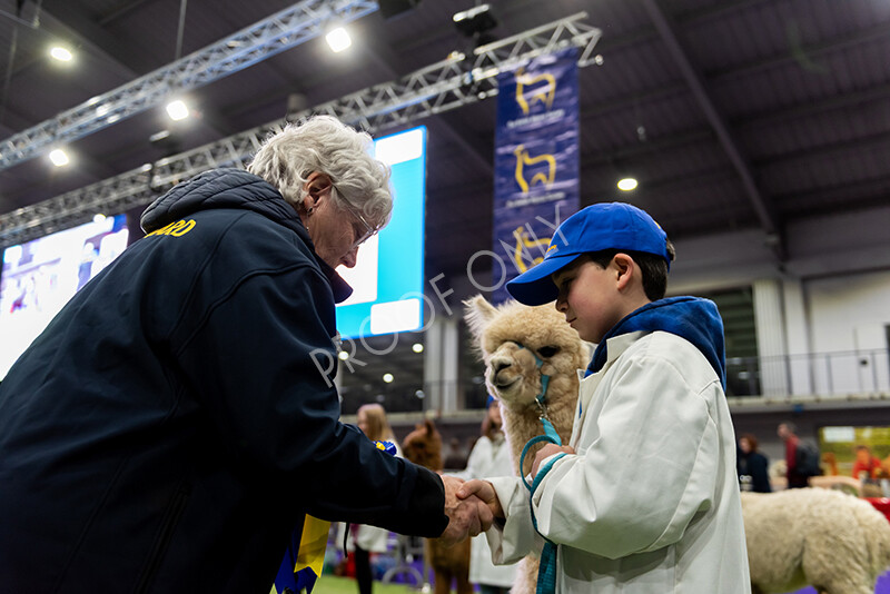 IWP0843 
 BAS National Show 2024 
 Keywords: British Alpaca Society, National Show, 2024, Champion of Champions Fleece Show, Alpaca, Suri, Huacaya