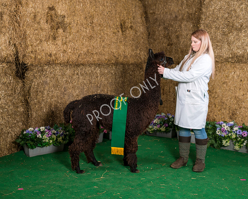 IWM7501 
 HoEAG Spring Fiesta 2022 
 Keywords: Surrey Photographer, Alpacas, Suri, Huacaya, HoEAG, Spring Fiesta, 2022, Heart of England Alpaca Group