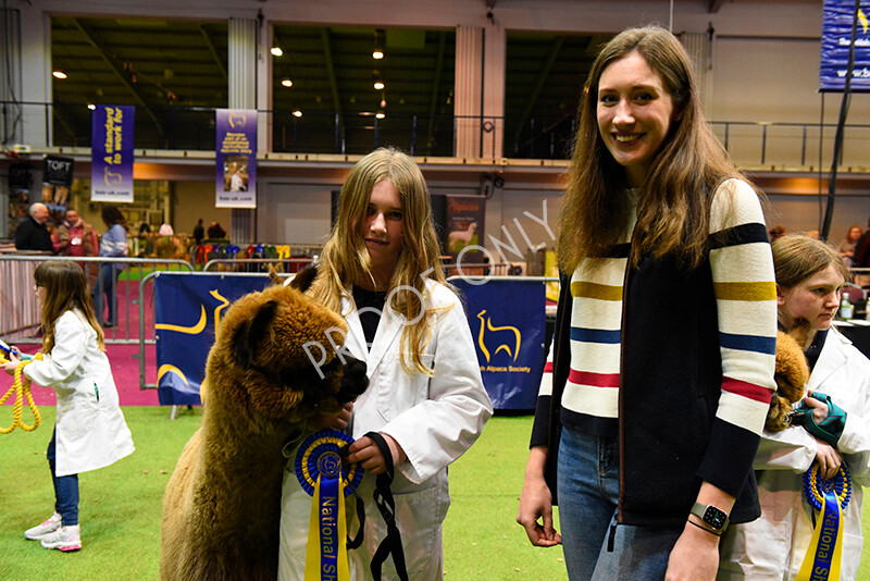 IWM5768 
 BAS National Show 2022 
 Keywords: Surrey Photographer, Alpacas, Suri, Huacaya, BAS National Show 2022, BAS' British Alpaca Society