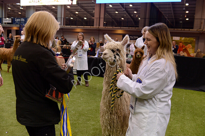 IWM0153 
 Photography of BAS National Show 2023 
 Keywords: Surrey Photographer, Alpacas, Suri, Huacaya, 2023, BAS, British Alpaca Society, Alpaca, Suri, Huacaya, Fleece Judging, Halter Show