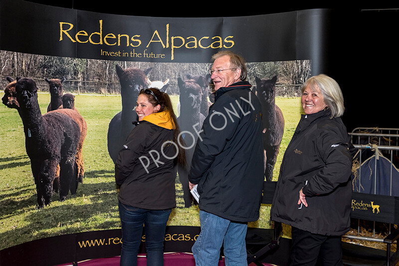 IWM4853 
 BAS National Show 2022 
 Keywords: Surrey Photographer, Alpacas, Suri, Huacaya, BAS National Show 2022, BAS' British Alpaca Society