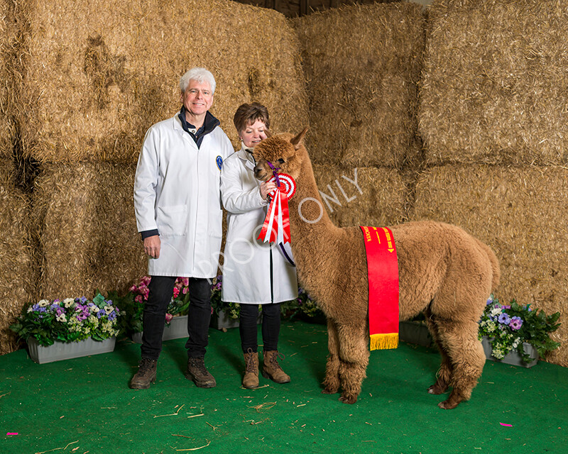 IWM7258 
 HoEAG Spring Fiesta 2022 
 Keywords: Surrey Photographer, Alpacas, Suri, Huacaya, HoEAG, Spring Fiesta, 2022, Heart of England Alpaca Group