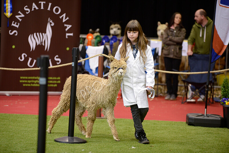 IWM9893 
 Photography of BAS National Show 2023 
 Keywords: Surrey Photographer, Alpacas, Suri, Huacaya, 2023, BAS, British Alpaca Society, Alpaca, Suri, Huacaya, Fleece Judging, Halter Show