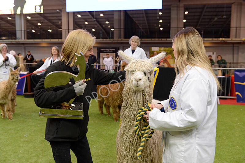 IWM0155 
 Photography of BAS National Show 2023 
 Keywords: Surrey Photographer, Alpacas, Suri, Huacaya, 2023, BAS, British Alpaca Society, Alpaca, Suri, Huacaya, Fleece Judging, Halter Show