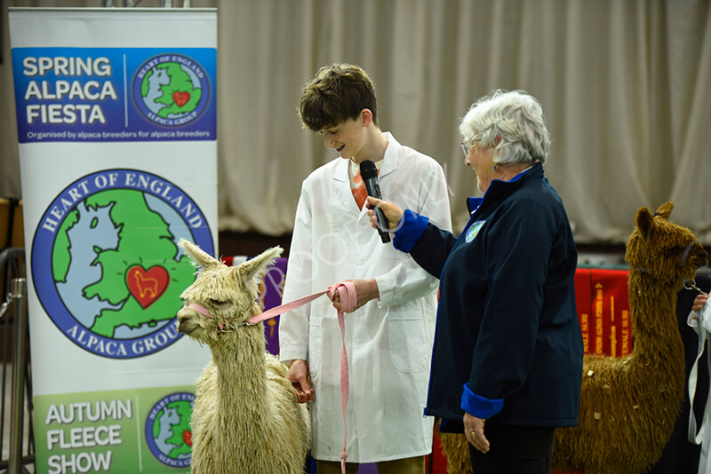 IWP3982 
 HOEAG Spring Fiesta 2024 
 Keywords: Heart of England Alpaca Group, Spring Fiesta 2024, Alpaca Show, Fleece Show Alpaca, Suri, Huacaya