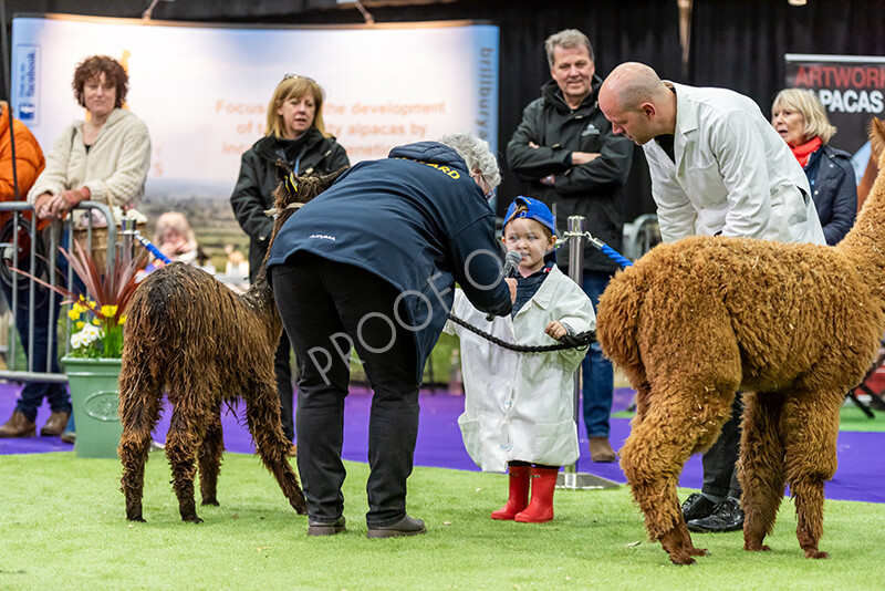 IWP0713 
 BAS National Show 2024 
 Keywords: British Alpaca Society, National Show, 2024, Champion of Champions Fleece Show, Alpaca, Suri, Huacaya