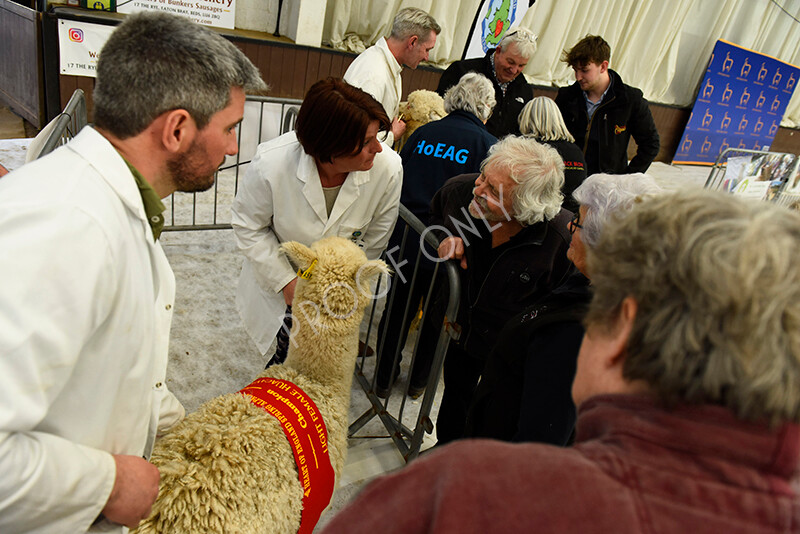 IWP4279 
 HOEAG Spring Fiesta 2024 
 Keywords: Heart of England Alpaca Group, Spring Fiesta 2024, Alpaca Show, Fleece Show Alpaca, Suri, Huacaya