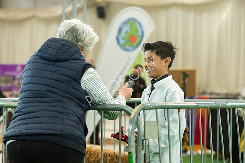 IWP7635 
 HoEAG Spring Fiesta 2022 
 Keywords: Surrey Photographer, Alpacas, Suri, Huacaya, HoEAG, Spring Fiesta, 2022, Heart of England Alpaca Group