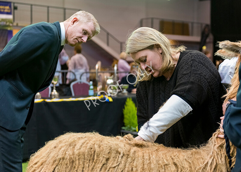 IWM5885 
 BAS National Show 2022 
 Keywords: Surrey Photographer, Alpacas, Suri, Huacaya, BAS National Show 2022, BAS' British Alpaca Society