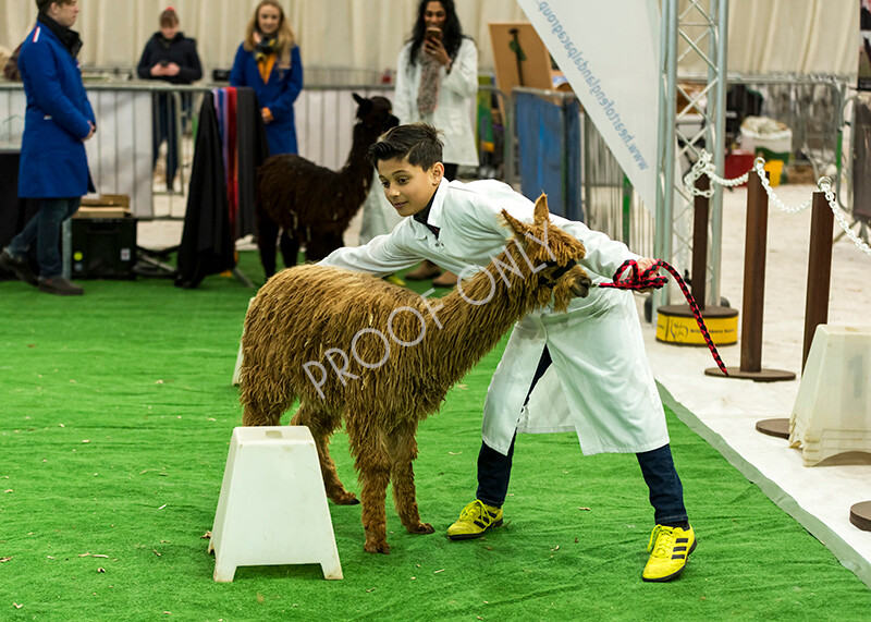 IWP7626 
 HoEAG Spring Fiesta 2022 
 Keywords: Surrey Photographer, Alpacas, Suri, Huacaya, HoEAG, Spring Fiesta, 2022, Heart of England Alpaca Group