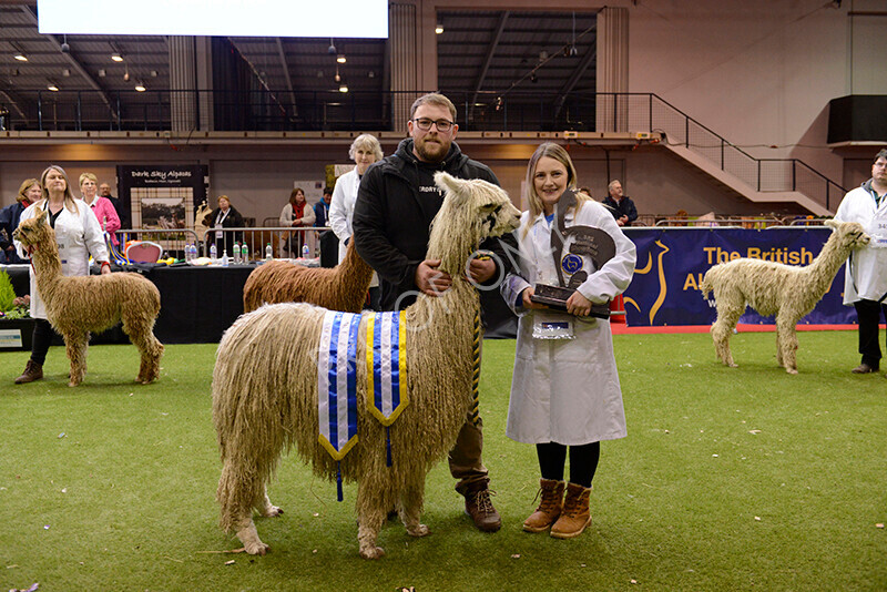 IWM0180 
 Photography of BAS National Show 2023 
 Keywords: Surrey Photographer, Alpacas, Suri, Huacaya, 2023, BAS, British Alpaca Society, Alpaca, Suri, Huacaya, Fleece Judging, Halter Show