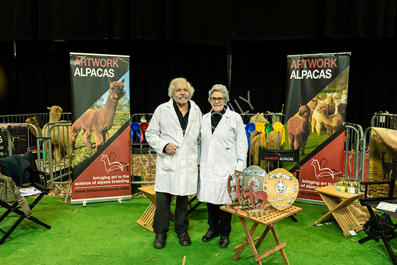 IWM9677 
 Photography of BAS National Show 2023 
 Keywords: Surrey Photographer, Alpacas, Suri, Huacaya, 2023, BAS, British Alpaca Society, Alpaca, Suri, Huacaya, Fleece Judging, Halter Show