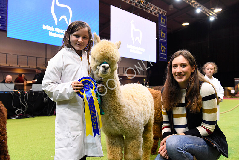 IWM5755 
 BAS National Show 2022 
 Keywords: Surrey Photographer, Alpacas, Suri, Huacaya, BAS National Show 2022, BAS' British Alpaca Society