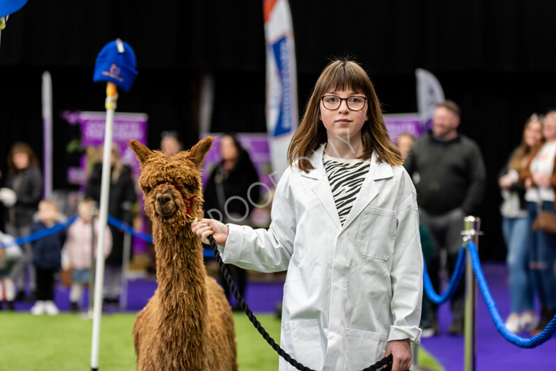 IWP0805 
 BAS National Show 2024 
 Keywords: British Alpaca Society, National Show, 2024, Champion of Champions Fleece Show, Alpaca, Suri, Huacaya