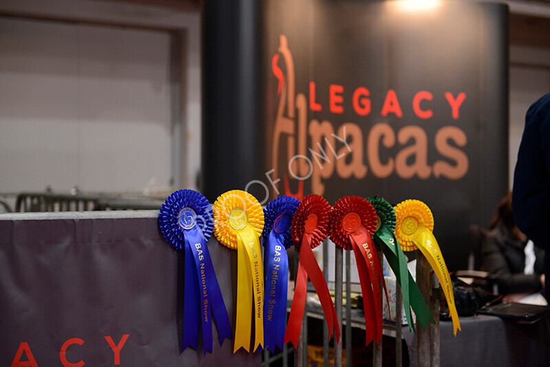 IWM9863 
 Photography of BAS National Show 2023 
 Keywords: Surrey Photographer, Alpacas, Suri, Huacaya, 2023, BAS, British Alpaca Society, Alpaca, Suri, Huacaya, Fleece Judging, Halter Show