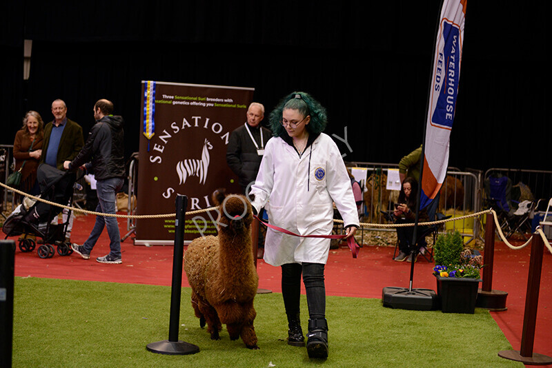 IWM9967 
 Photography of BAS National Show 2023 
 Keywords: Surrey Photographer, Alpacas, Suri, Huacaya, 2023, BAS, British Alpaca Society, Alpaca, Suri, Huacaya, Fleece Judging, Halter Show