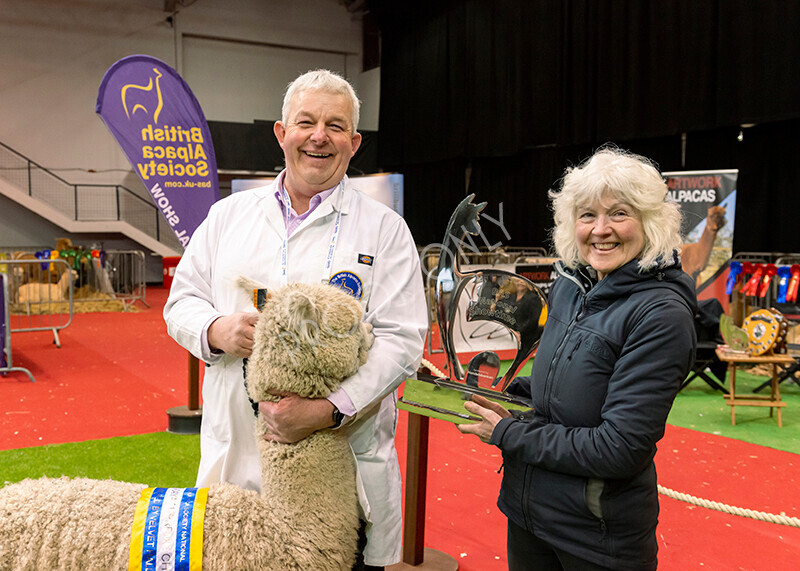 IWM0275 
 Photography of BAS National Show 2023 
 Keywords: Surrey Photographer, Alpacas, Suri, Huacaya, 2023, BAS, British Alpaca Society, Alpaca, Suri, Huacaya, Fleece Judging, Halter Show