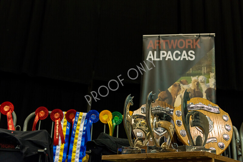 IWM9660 
 Photography of BAS National Show 2023 
 Keywords: Surrey Photographer, Alpacas, Suri, Huacaya, 2023, BAS, British Alpaca Society, Alpaca, Suri, Huacaya, Fleece Judging, Halter Show