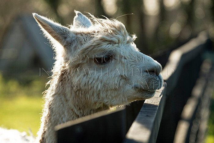 IWM0168 
 ALPACAS 
 Keywords: INGRID WEEL MEDIA LTD, ALPACAS, HUACAYA, SURI, BACKYARD ALPACA COMPANY, NORFOLK