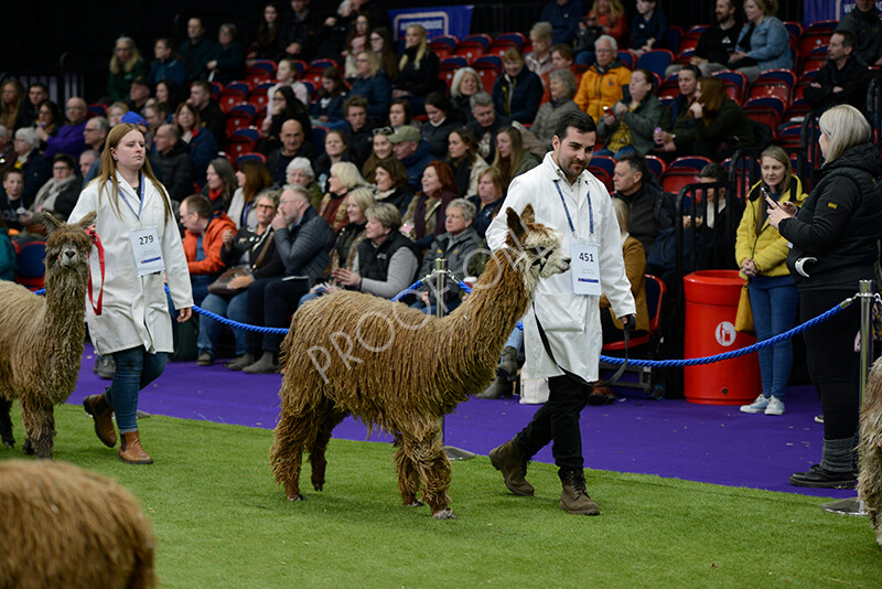 IWM5847 
 BAS National Show 2024 
 Keywords: British Alpaca Society, National Show, 2024, Champion of Champions Fleece Show, Alpaca, Suri, Huacaya