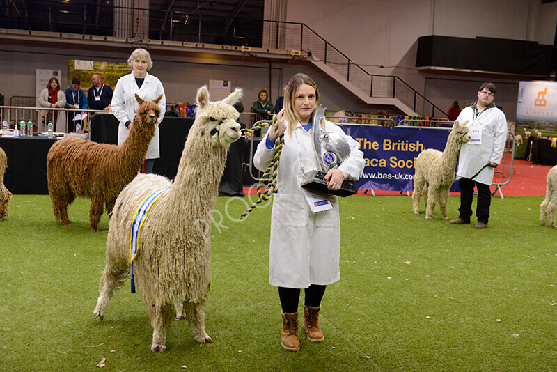 IWM0170 
 Photography of BAS National Show 2023 
 Keywords: Surrey Photographer, Alpacas, Suri, Huacaya, 2023, BAS, British Alpaca Society, Alpaca, Suri, Huacaya, Fleece Judging, Halter Show