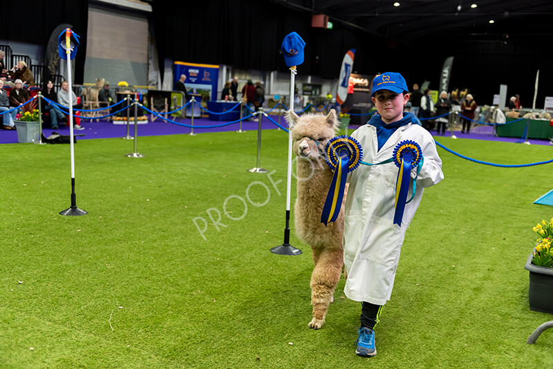 IWP0869 
 BAS National Show 2024 
 Keywords: British Alpaca Society, National Show, 2024, Champion of Champions Fleece Show, Alpaca, Suri, Huacaya