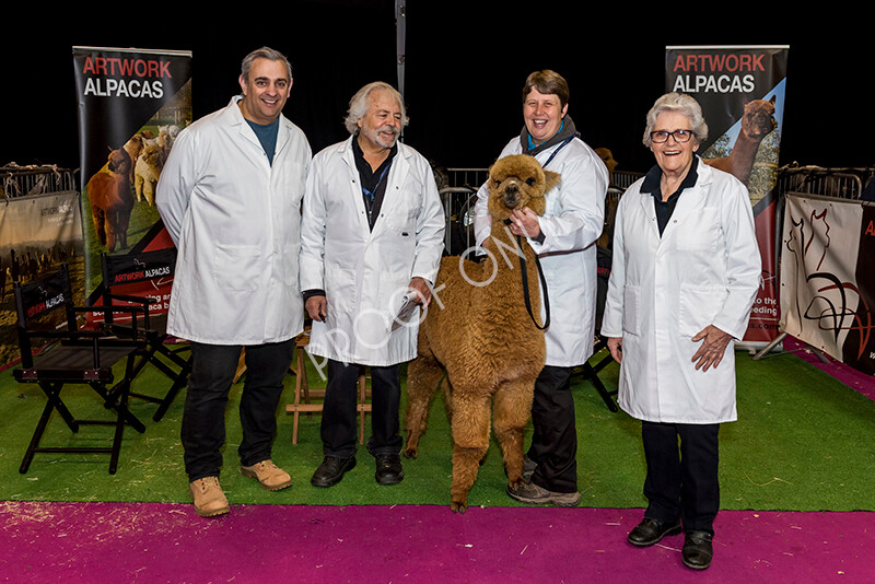 IWM4905 
 BAS National Show 2022 
 Keywords: Surrey Photographer, Alpacas, Suri, Huacaya, BAS National Show 2022, BAS' British Alpaca Society