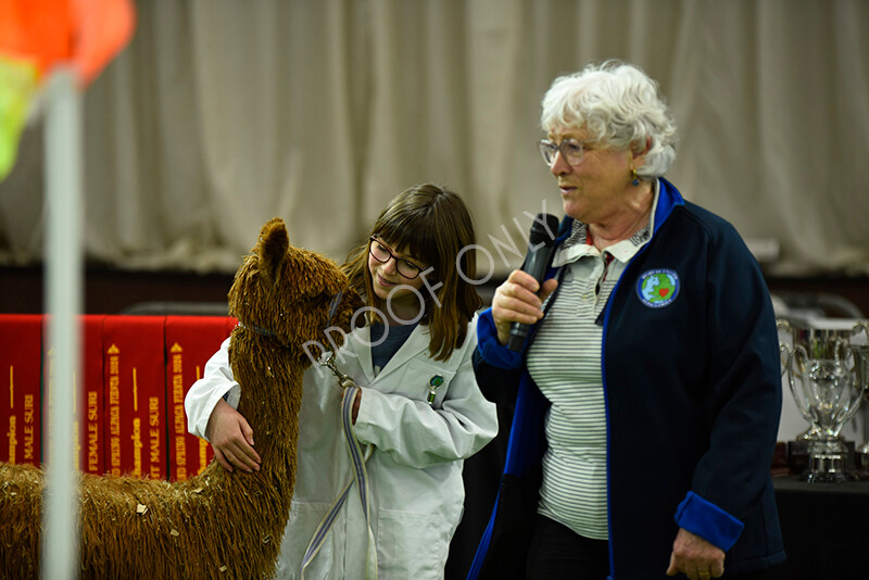 IWP3978 
 HOEAG Spring Fiesta 2024 
 Keywords: Heart of England Alpaca Group, Spring Fiesta 2024, Alpaca Show, Fleece Show Alpaca, Suri, Huacaya