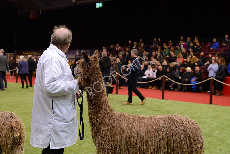 IWM0126 
 Photography of BAS National Show 2023 
 Keywords: Surrey Photographer, Alpacas, Suri, Huacaya, 2023, BAS, British Alpaca Society, Alpaca, Suri, Huacaya, Fleece Judging, Halter Show