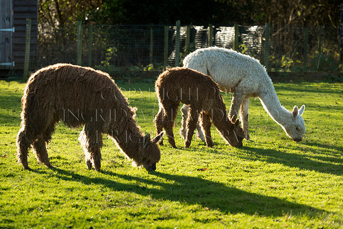 IWM0247 
 ALPACAS 
 Keywords: INGRID WEEL MEDIA LTD, ALPACAS, HUACAYA, SURI, BACKYARD ALPACA COMPANY, NORFOLK