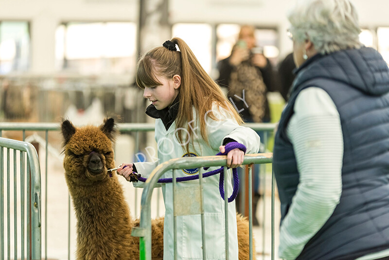 IWP7608 
 HoEAG Spring Fiesta 2022 
 Keywords: Surrey Photographer, Alpacas, Suri, Huacaya, HoEAG, Spring Fiesta, 2022, Heart of England Alpaca Group