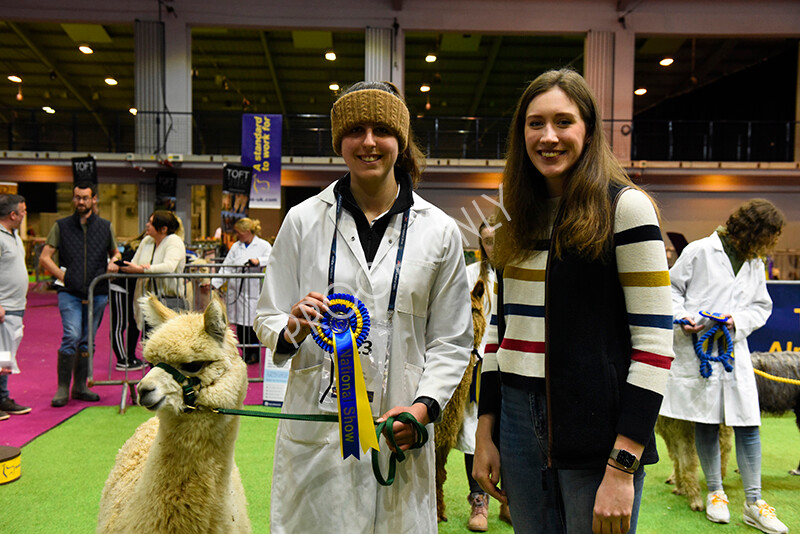 IWM5782 
 BAS National Show 2022 
 Keywords: Surrey Photographer, Alpacas, Suri, Huacaya, BAS National Show 2022, BAS' British Alpaca Society